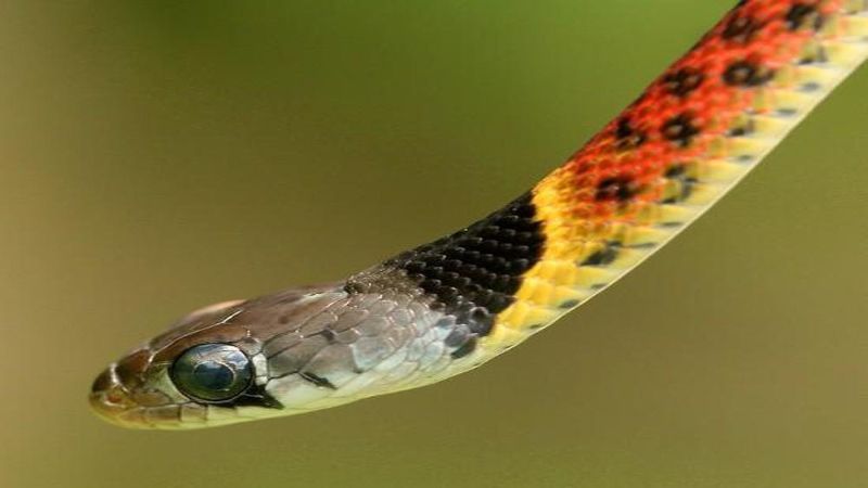 Mộng thấy rắn luôn có vô số con số được luận giải